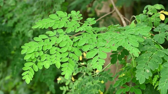 Fresh green Moringa oleifera or Moringa oleifera leaves blowing in the wind, these leaves can be used for herbal medicine
