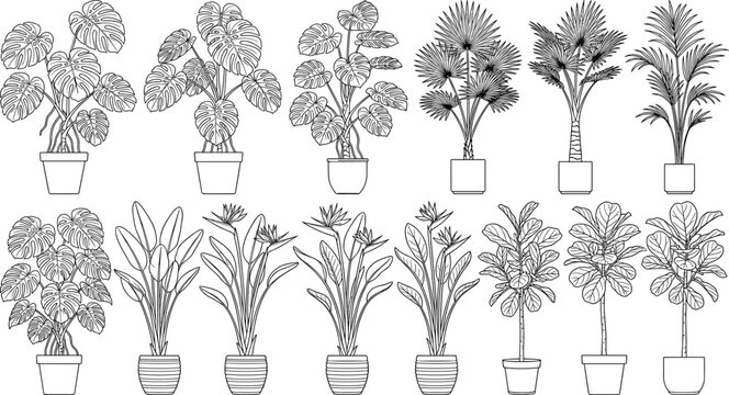 Set of hand drawn outline indoor potted plants featuring monstera, palm, and fiddle leaf fig line art