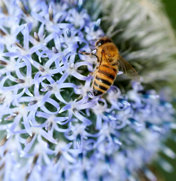 Closeup, plant and flower with bees outdoor for pollination, fertilization and nectar collection. Floral, globe thistle or insect for pollen harvest, honey production and seasonal flowering in nature