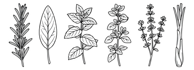 Hand drawn culinary herbs vector set, black and white botanical line art illustrations of rosemary, sage, oregano, thyme, and lemongrass © Rehman