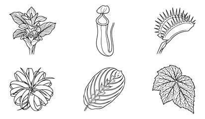 Vintage botanical line art collection, 6 exotic plant and leaf vector icons, hand drawn carnivorous pitcher plant and venus flytrap illustrations © Rehman