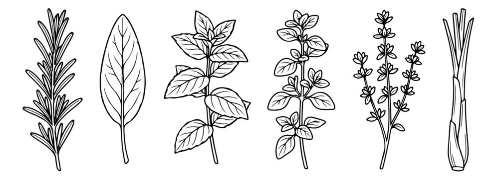 Hand drawn culinary herbs vector set, black and white botanical line art illustrations of rosemary, sage, oregano, thyme, and lemongrass