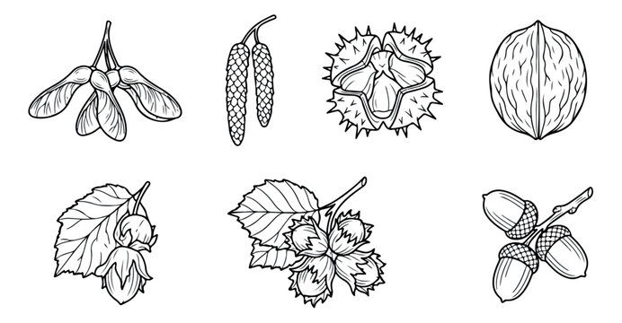 Vintage botanical line art of autumn seeds and nuts, hand drawn forest tree fruits collection, black and white engraved style vector set