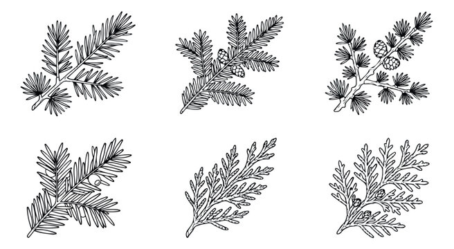 Vintage conifer branch sketches, set of 6 hand drawn evergreen pine and cedar sprigs, black and white botanical vector illustrations for winter decor