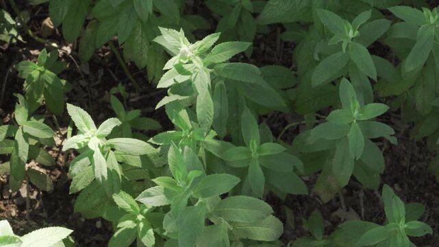 Serrated green leaves of a horsemint plant sway with barely perceptible movement in a faint summer breeze. Ideal for culinary herb guides, essential oil marketing, and botanical references.