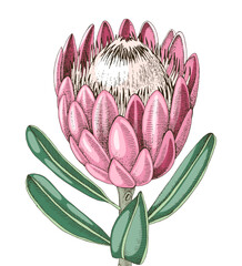 Naklejka premium Hand drawn protea flower vector