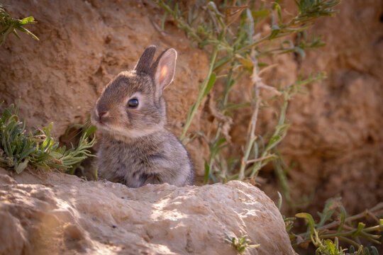 joven conejo com&uacute;n o europeo (Oryctolagus cuniculus), conocidos com&uacute;nmente como gazapos.H&aacute;bitat: Esta especie es originaria de la Pen&iacute;nsula Ib&eacute;rica y suele vivir en madrigueras