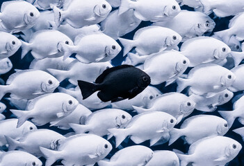 Obraz premium Black Fish Swimming Opposite to School of White Fish, Individuality Concept