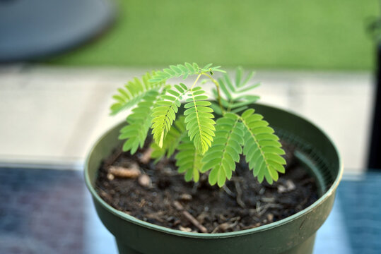 Young albizia (Albizia julibrissin) seedling growing in a green plastic pot outdoors. Fresh green foliage and healthy new growth symbolize gardening, tree cultivation, sustainability, and nature.
