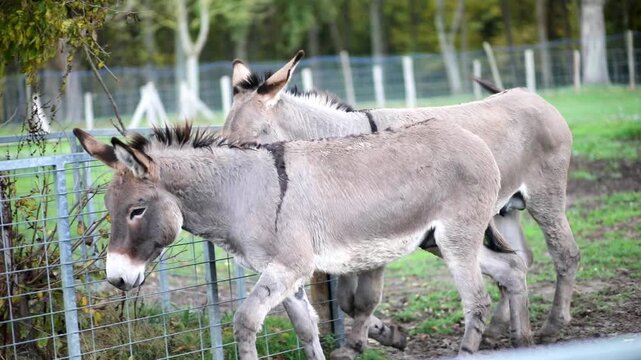 Two donkeys standing together in a farm animal enclosure