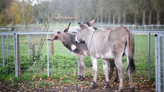 Two donkeys standing together in a farm animal enclosure