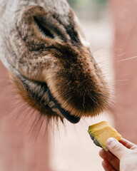 Close Up of Feeding a Giraffe by Hand at Wildlife Park © DEWINs