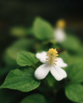 White Fish Mint Flower (Houttuynia cordata) Blooming in Natural Forest