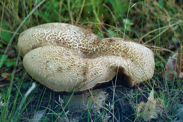 mushroom in the grass © Hans Steen-Kiel