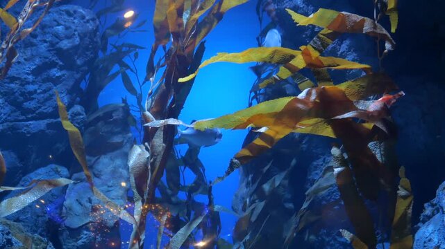 Underwater view of giant kelp forest with silver fish swimming through golden seaweeds in blue ocean water