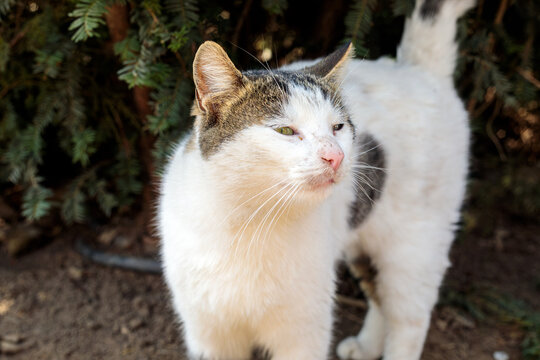 A white and tabby cat stands outdoors on dry ground, looking curiously toward the camera among green bushes and shadowed foliage