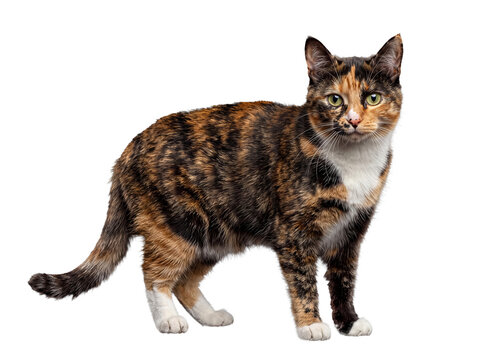 Charming calico cat with lovely tri-color fur patterns, standing gracefully and looking inquisitively at the viewer.