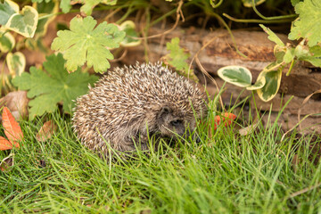 Profile Portrait of Young Hedgehog Sitting on Autumn Grass © tchara