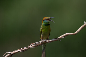Obraz premium Asian Green Bee-eater (Merops orientalis) calling out with open mouth while perched on branch in green nature