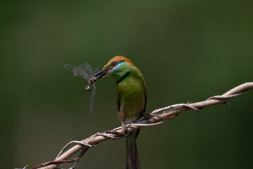 Obraz premium Asian Green Bee-eater (Merops orientalis) holding dragonfly in beak close up profile view perched on branch