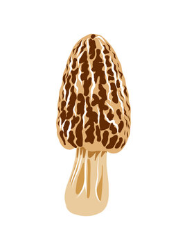 Morel Mushroom Vector Illustration Isolated on White Background