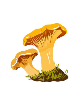 Chanterelle Mushroom Vector Illustration Isolated on White Background