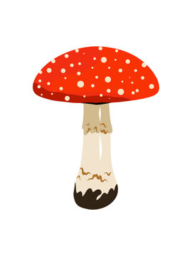 Fly Agaric Mushroom Vector Illustration Isolated on White Background