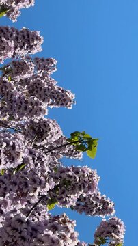 Purple jacaranda blossoms against clear blue sky in vertical format as nature background
