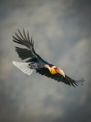 Wreathed Hornbill in mid flight with wings fully  Rhyticeros unduextended against blurred background © kesong