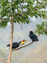 Two wreathed hornbills perched on a tree branch in natural forest setting Rhyticeros undulatus © kesong