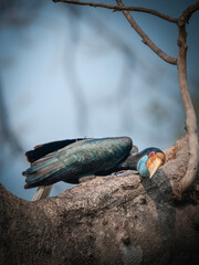 Wreathed hornbill resting on a tree branch with iridescent feathers and distinctive casque Rhyticero © kesong