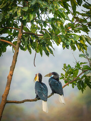 Two wreathed hornbills perched on a tree branch in lush forest canopy Rhyticeros undulatus © kesong