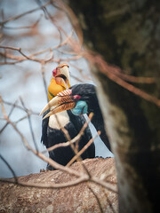 Two wreathed hornbills perched on a tree trunk interacting in natural habitat Rhyticeros undulatus © kesong