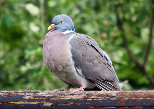 Common Wood Pigeon (Columba palumbus) with a stern expression sitting on a branch.