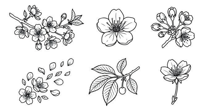 Cherry blossom line art vector set, hand drawn sakura flowers and branches, black and white botanical floral illustrations for wedding invitations