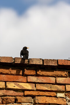 Black bird perched on brick wall