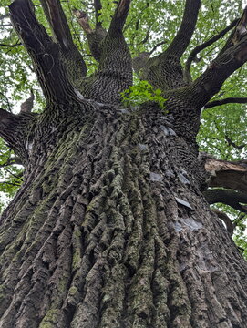 Ancient Oak Trunk Reaching Skyward