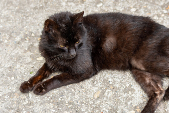 Black cat resting on concrete surface