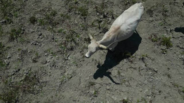 Aerial view of maremmana primitive cattle grazing in tuscany