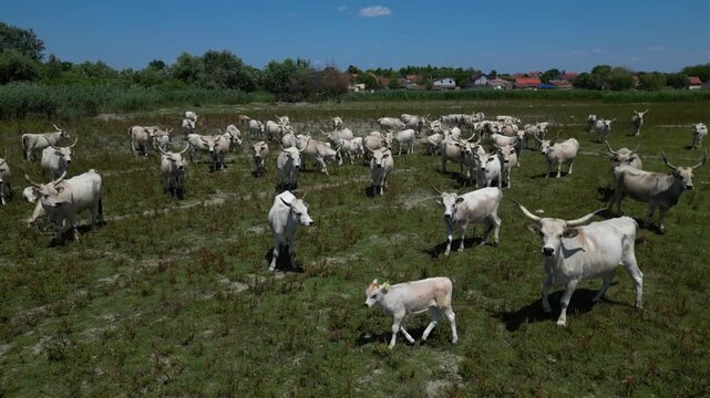 Aerial view of hungarian grey cattle grazing in a vast green pasture