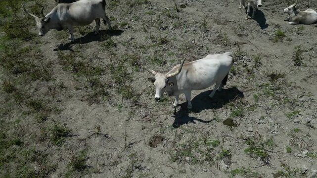 Aerial view of maremmana cattle grazing in the field