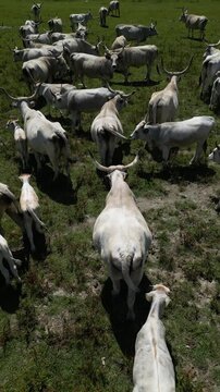 Aerial view of maremmana cattle grazing in a green field