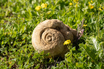 A Fossil Gastropod Internal Mold in a Meadow © Moshe Einhorn