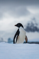 Obraz premium Close-up of an Adelie Penguin - Pygoscelis adeliae- standing on an iceberg, near the fish islands, on the Antarctic Peninsula