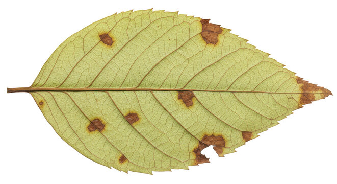 Autumn maple leaf with brown spots isolated on transparent background