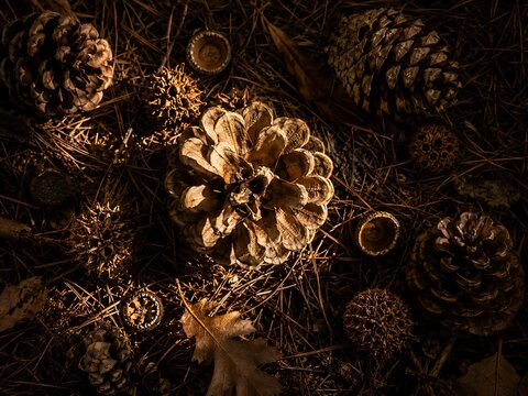 Collection of various pine cones and spiky seed pods scattered on a forest floor covered with dry brown pine needles and fallen leaves