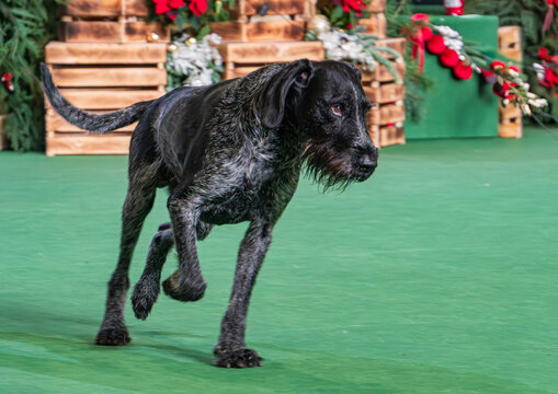 Centered German Wirehaired Pointer, black with wet coat, walking on green surface artificial turfcarpet, tail extended, near wooden barrier, possible background of red and white decorations, artif