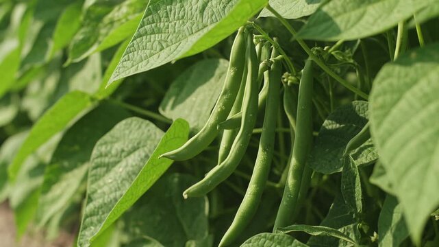Close up of organic green bean plants with fresh pods growing on the vine in a sunlit agricultural field, representing healthy food production and sustainable farming practices in a rural setting