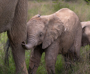 Baby elephant trunk  © Calvin