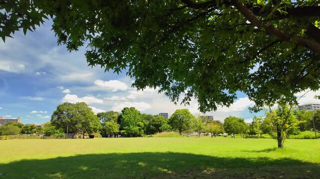 夏の水前寺江津湖公園